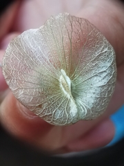 Aspidopterys concava