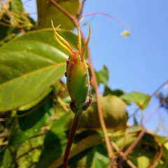 Passiflora cristalina