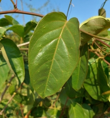 Passiflora cristalina