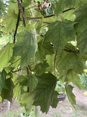 Acer platanoides