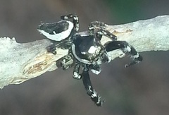Dendryphantes zygoballoides