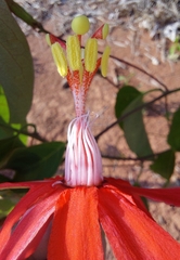 Passiflora cristalina