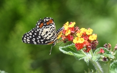Chlosyne melitaeoides