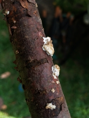Fungi