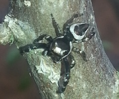Dendryphantes zygoballoides