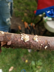 Fungi