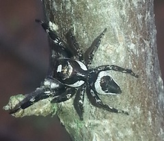 Dendryphantes zygoballoides