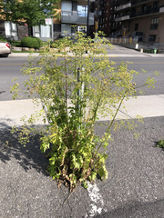 Pastinaca sativa