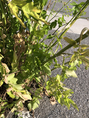 Pastinaca sativa