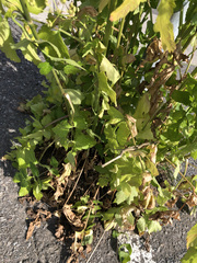 Pastinaca sativa