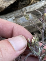 Castilleja pilosa