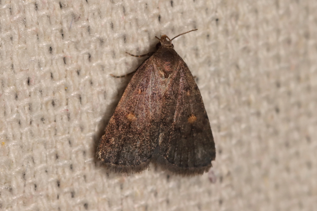 Orange-spotted Idia Moth
