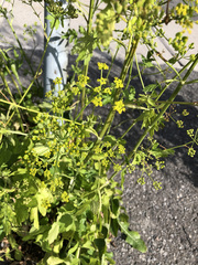 Pastinaca sativa