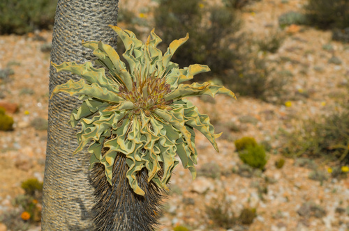 Pachypodium namaquanum