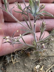 Castilleja pilosa