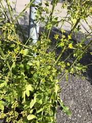 Pastinaca sativa