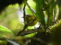 Myiothlypis chlorophrys