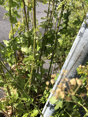 Pastinaca sativa