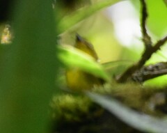 Myiothlypis chlorophrys