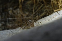 Petropedes santarosae