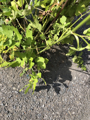 Pastinaca sativa