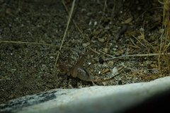 Petropedes santarosae