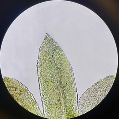 Fissidens ovatifolius