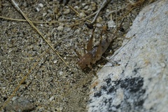 Petropedes santarosae