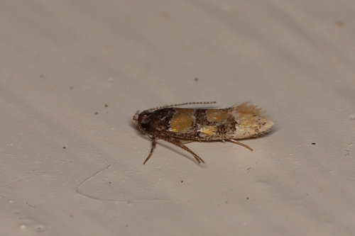 Small Decantha Moth photo 5