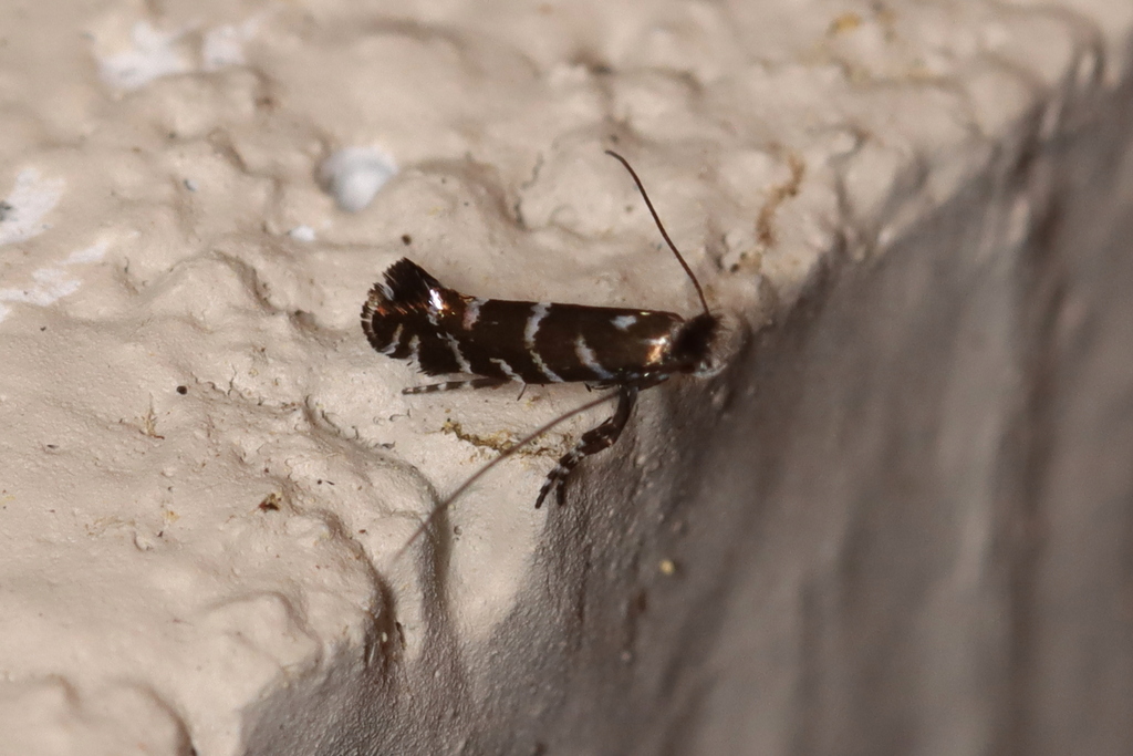 Laurel Leafminer