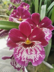 Miltoniopsis