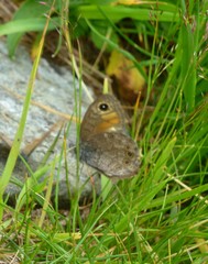 Lasiommata petropolitana