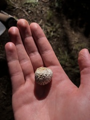 Calvatia sculpta