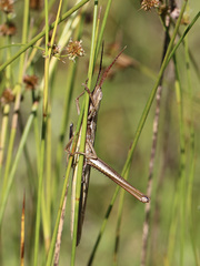 Mermiria intertexta