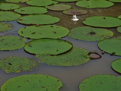 Victoria amazonica