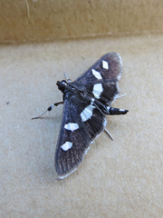 Desmia funeralis