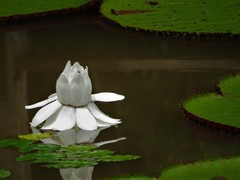 Victoria amazonica