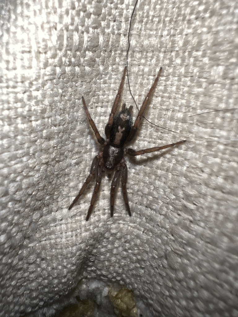 Eastern Parson Spider From Parrish Street Ext Canandaigua NY US On   Large 