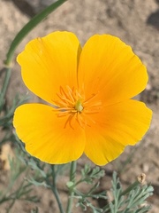 Eschscholzia californica