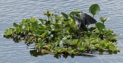 Butorides striata