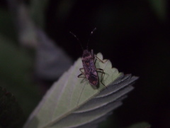 Elasmolomus squalidus