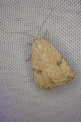 Micrathetis