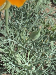 Eschscholzia californica