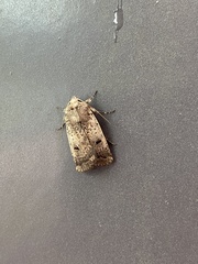 Proteuxoa hypochalchis