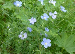Linum alpinum