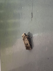 Proteuxoa hypochalchis