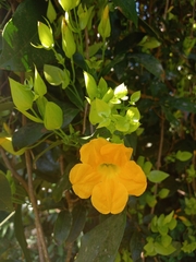 Adenocalymma bracteosum