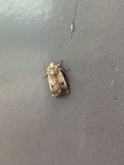 Proteuxoa hypochalchis