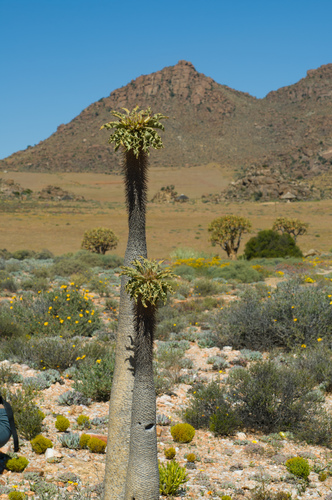 Pachypodium namaquanum
