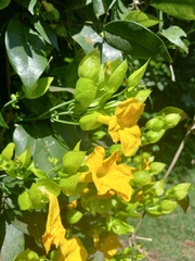 Adenocalymma bracteosum